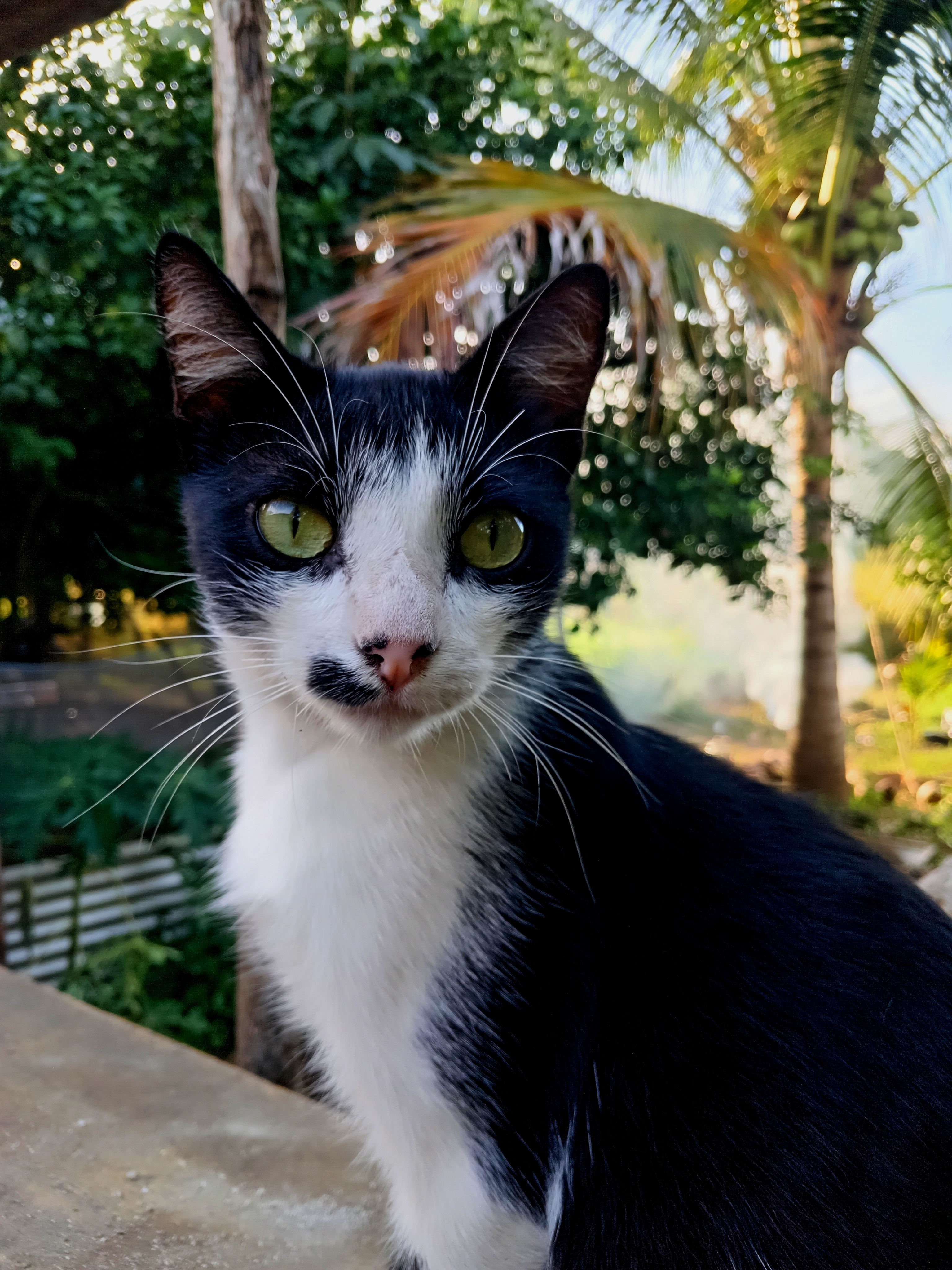 gato